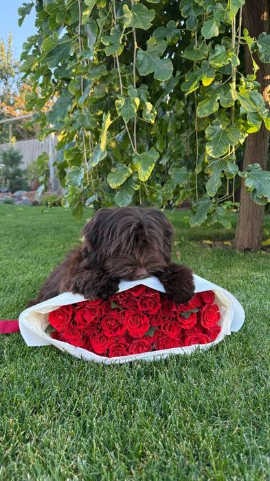 Хаванез. Дівчинка