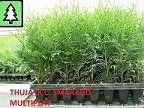 Tuia, Thuja occ. smaragd