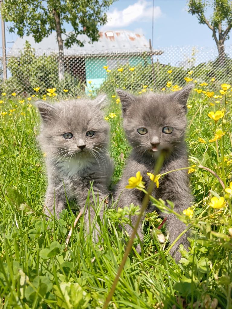 Кошенята в добрі руки