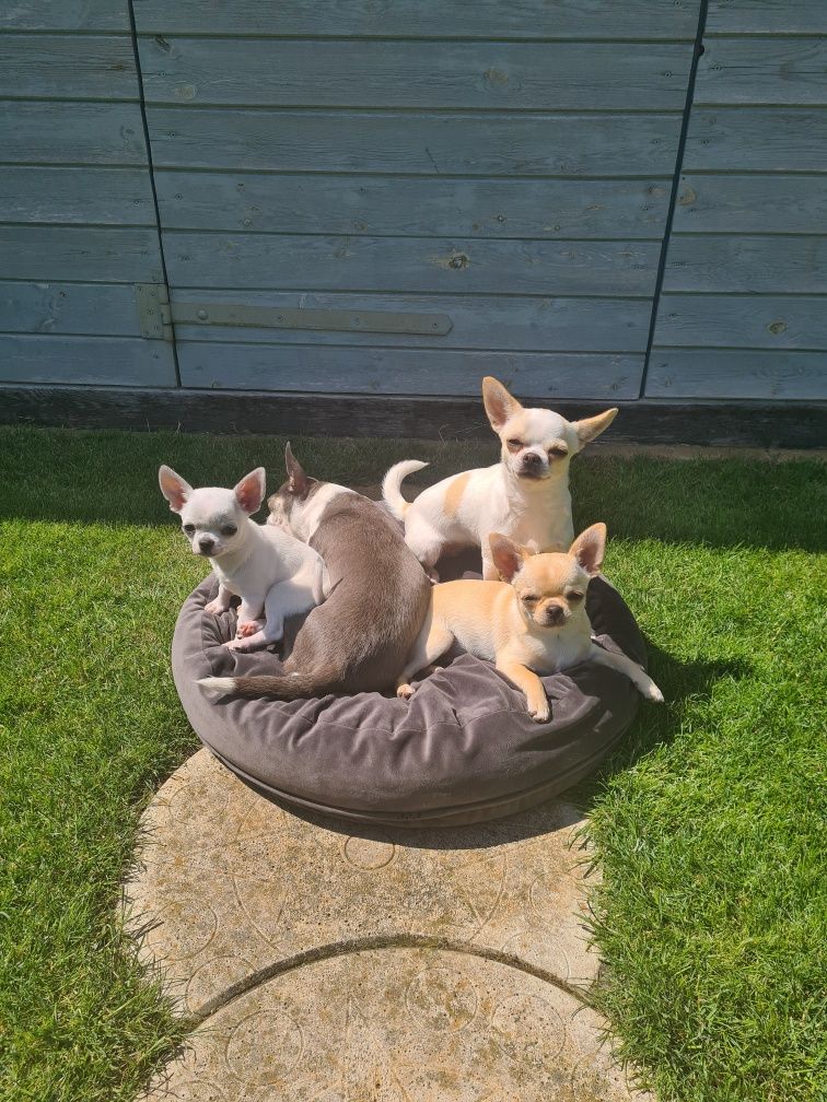 Chihuahua biały piesek Zkwp FCI