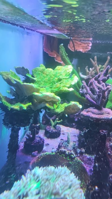 Montipore talerzową zielona