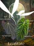 Anthurium BVEP x Portillae Dorito X Dark Phoenix x Goliath