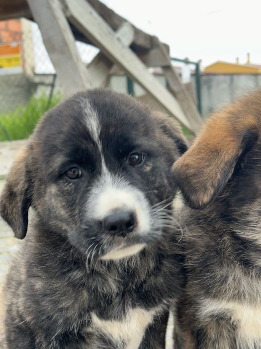 Rafeiros Alentejanos para adoção