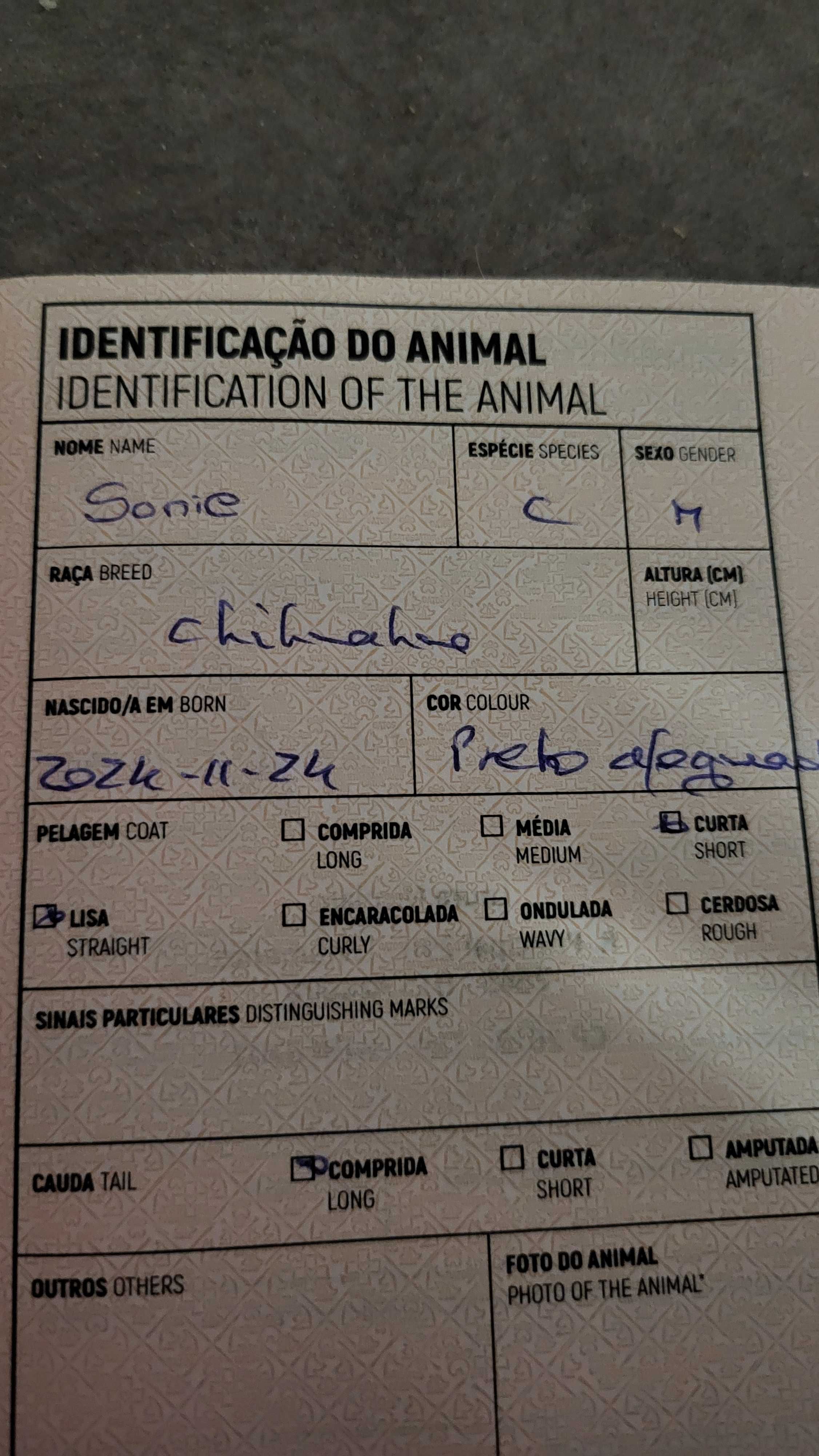 Chihuahua preto exótico