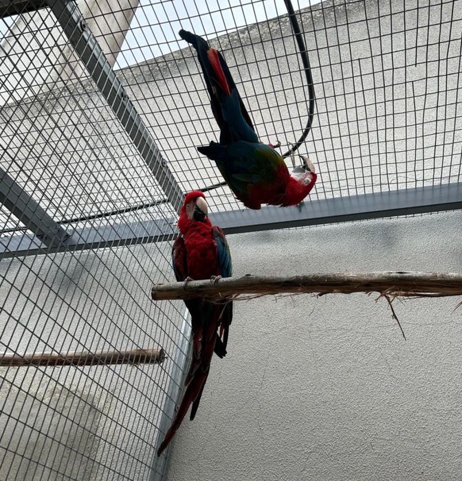 Vendo casal de arara chloroptera