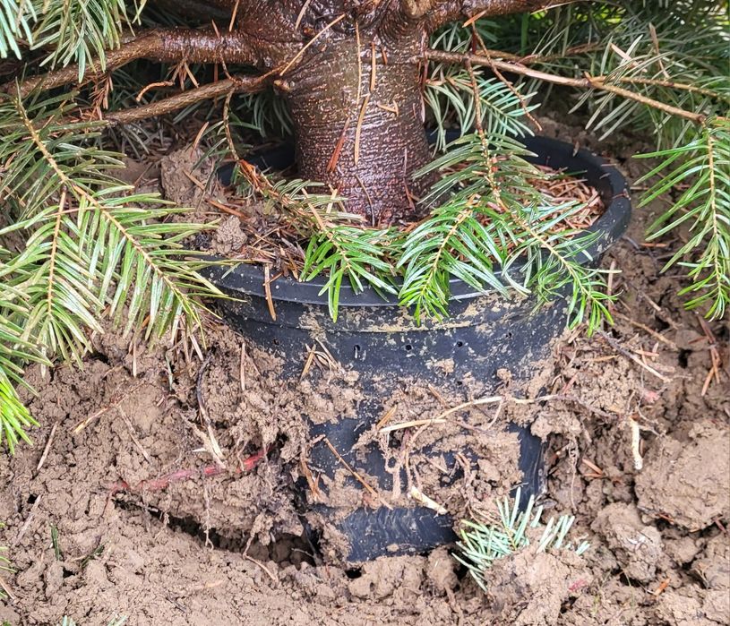 Sprzedam Jodłę Kaukaską w Donicy wys. od 150-200 cm