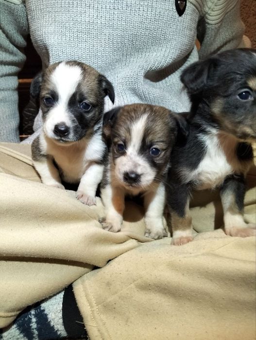 Віддаємо 5 собачинят, один місяць, хлопчики