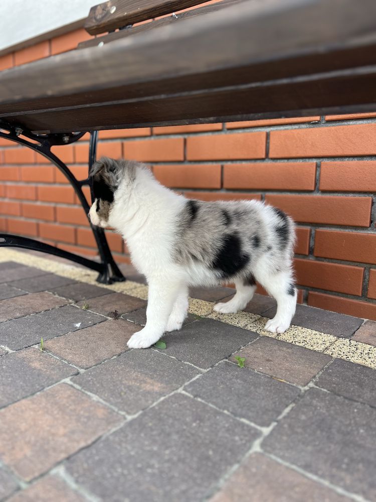 Border Collie - Piesek Seal Merle