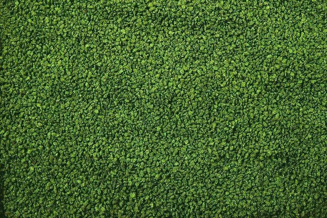 algen-gran granulat ze spiruliną 0,5-0,8 mm 100 g