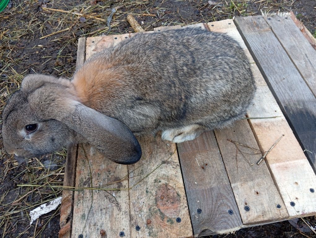 Samica barana francuskiego 7miesieczna królik, króliki