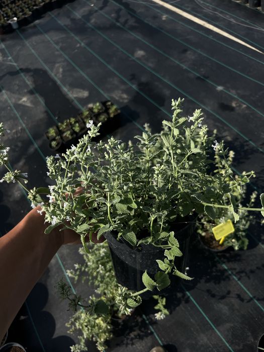 Продам Котовник Фассена, (білий) в горщику 1.5л на осмокоті