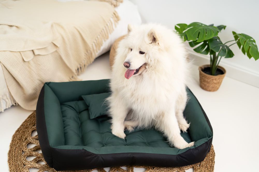 Legowisko Dla Psa Kojec Ecco 55X45 Cm Wodoodporne Zielone