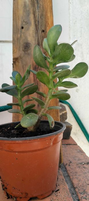 Suculenta Planta-Jade