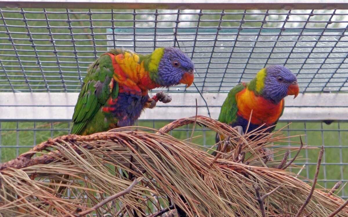 Лорикеты Разноцветные попугаи Лори