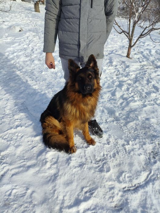 В'язка Німецька вівчарка