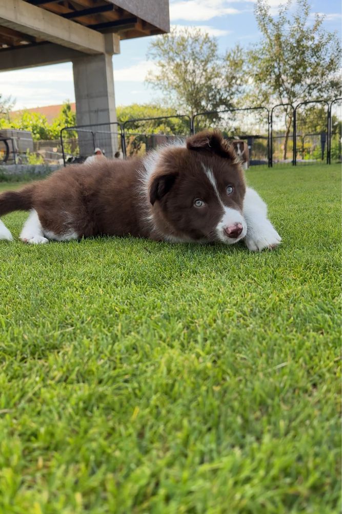Szczeniak Border Collie
