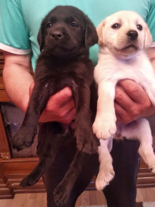 Продам цуценят Лабрадорів