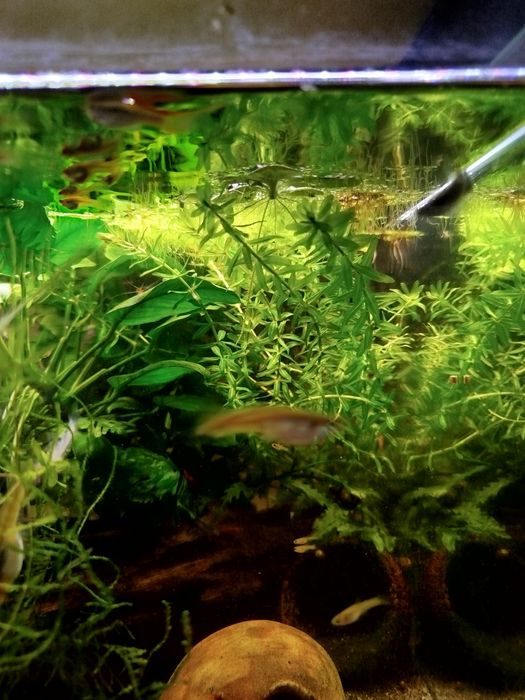 Moczarka argentyńska