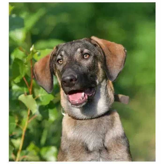 Пес, щенок ищет дом