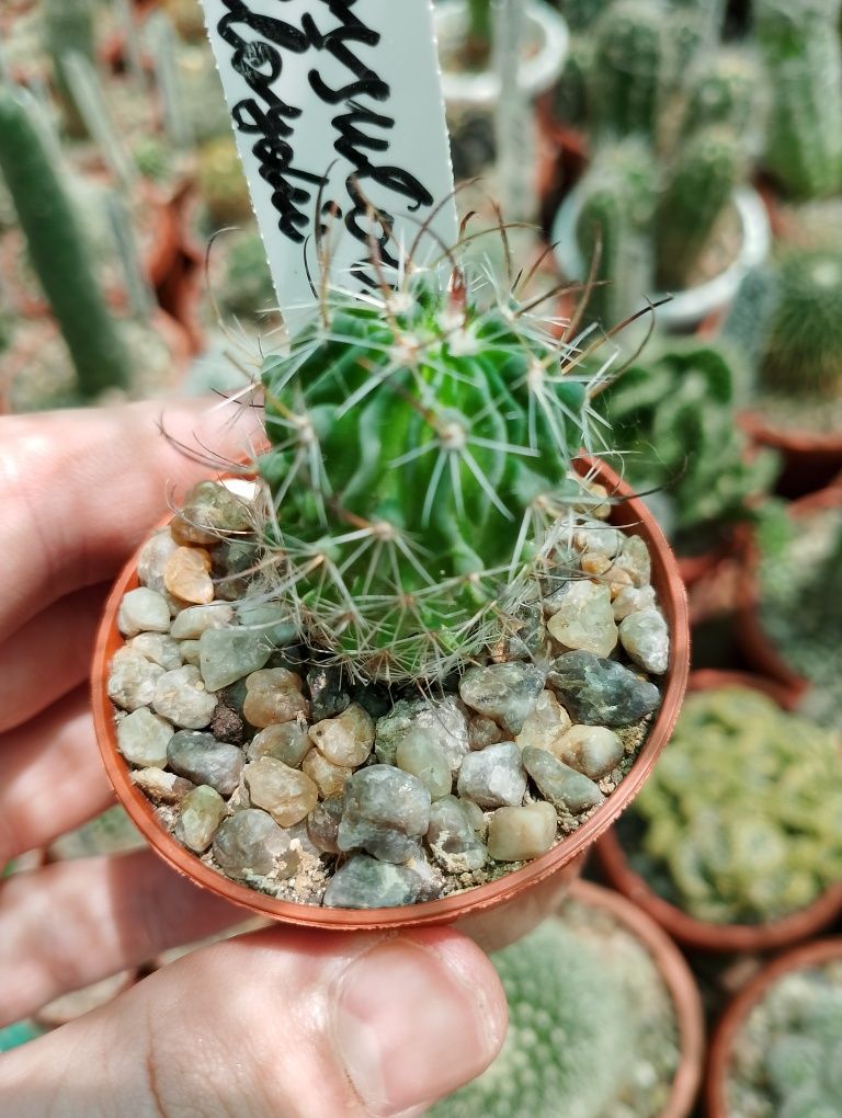 Редкие кактусы Echinocereus knipplianuss
