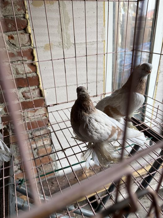 Sprzedam blajwindry koroniate 2 samice i samca