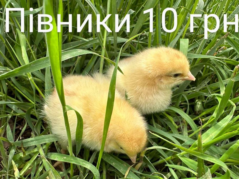 Курчата Цыплята Циплята Несушка Ломан Браун Сенді Півні Півники Петухи