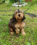 Cockapoo. Hybryda. Suczka Kinia. Cocker Spaniel Angielsk/ Pudel miniat