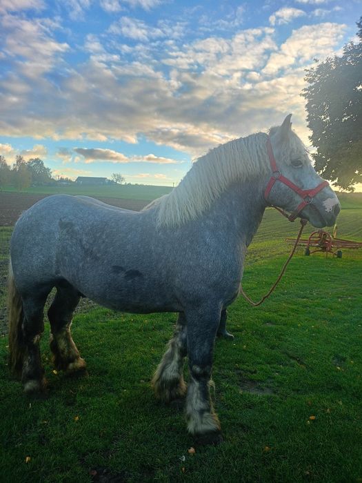 Sprzedam siwego ogiera zimnokrwistego