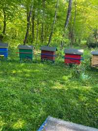 Ule warszawskie i dadant z pszczołami