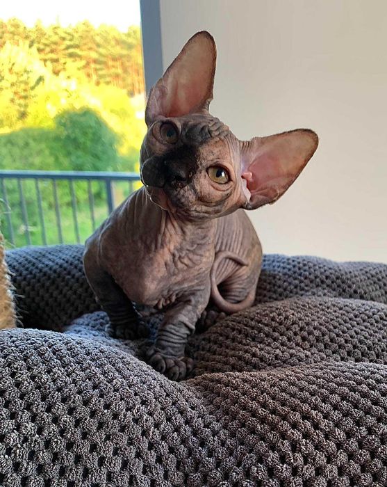 Найменша порода у світі бамбіно.