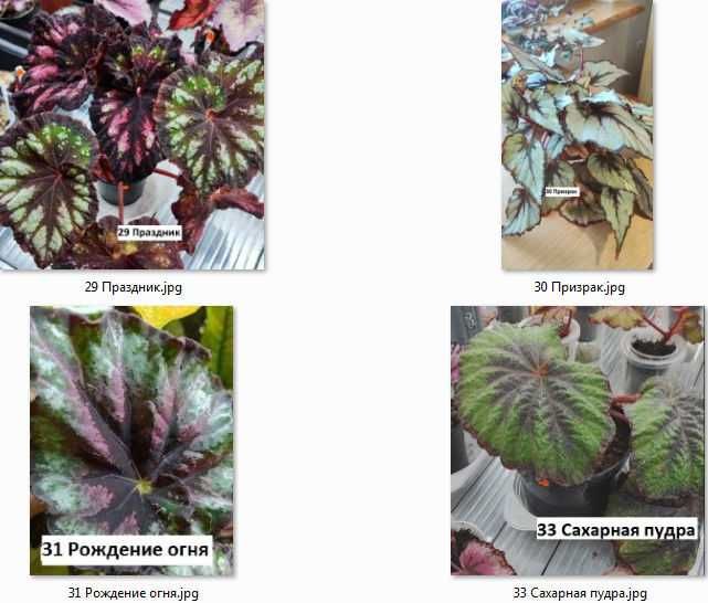 Бегония  декоративно-лиственные бегонии