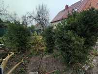 Cztery bukszpany 200 cm