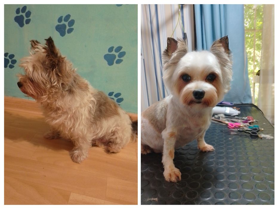 Груминг, стрижка собак