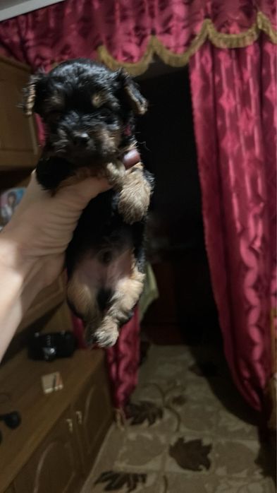 Продам цуценя йоркширський терєр народились 7 жовтня.