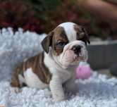Buldog angielski sunia