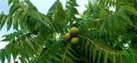 Чорний горіх Черный орех (саженцы, листья, плоды)
