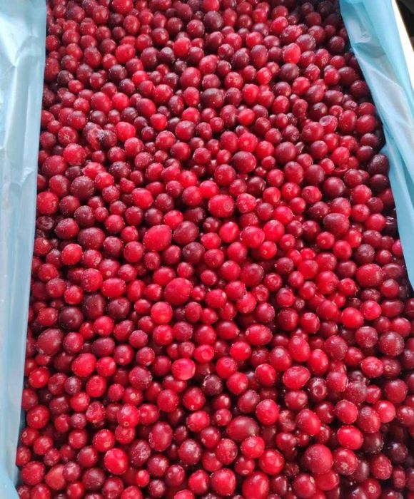 Żurawina leśna świeżo zbierana