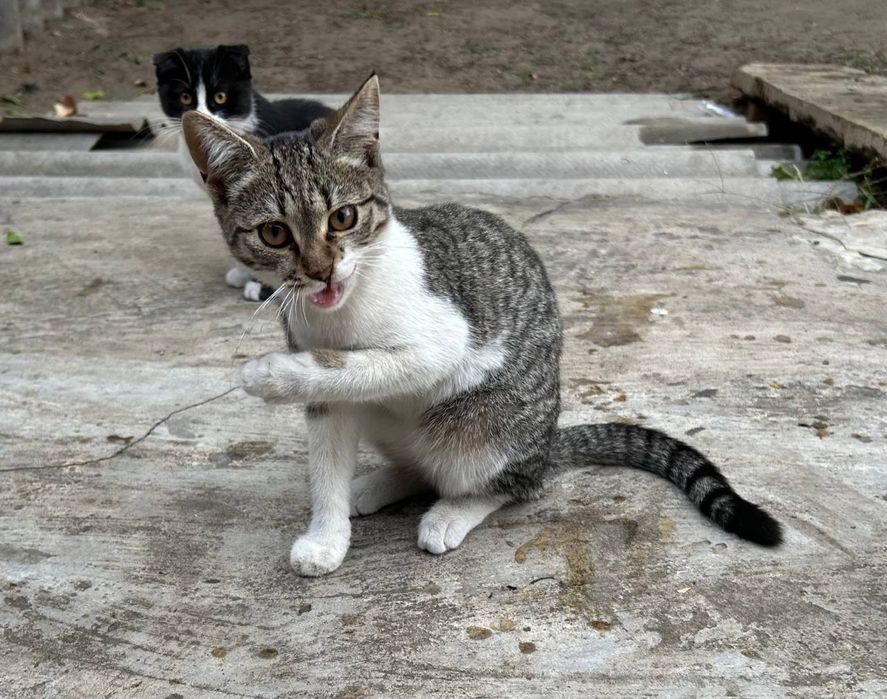 Віддам в добрі руки