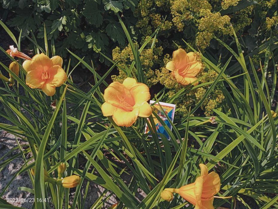 лилейники, колокольчики  карпатский и персиколистный, лаванда