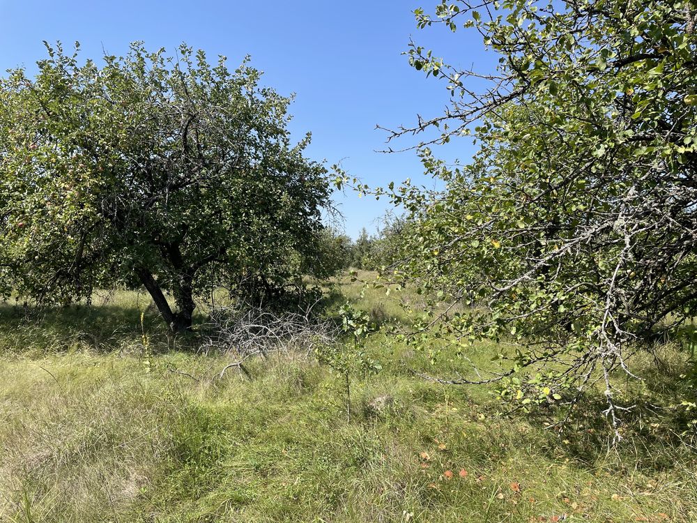 Здается яблочний сад в оренду 16 гектарів