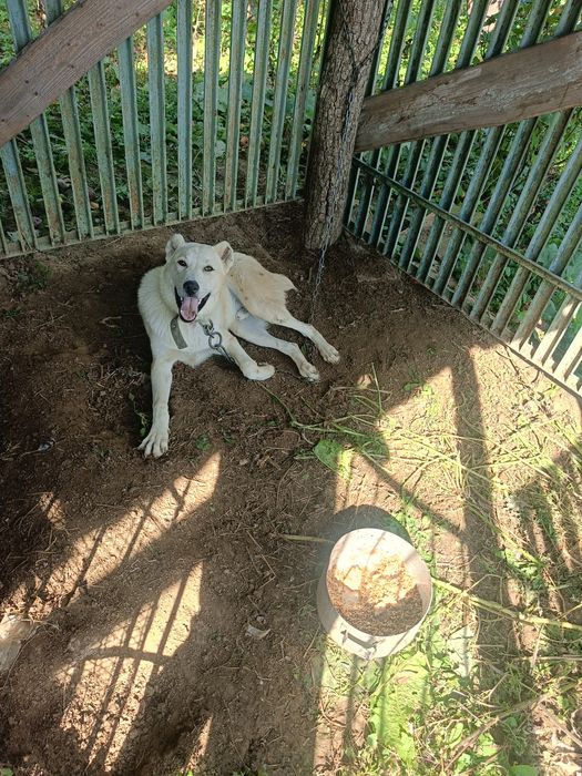 Продам Алабая 8 місяців на фото 7