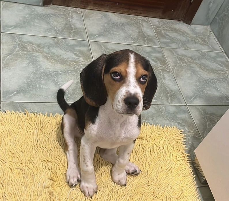 Beagle tricolor TOP