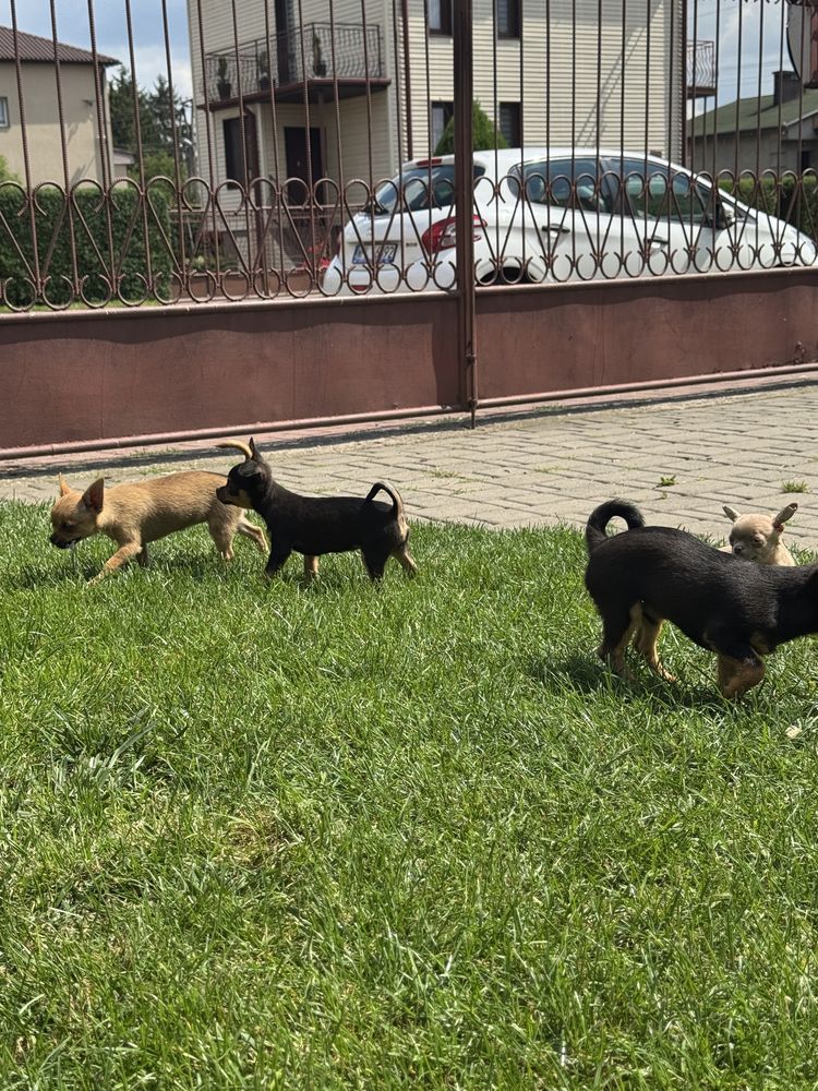 Piesek chihuahua