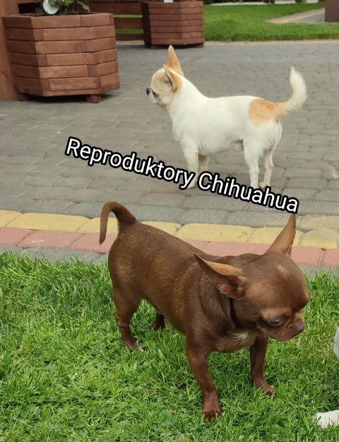 Chihuahua Reproduktory