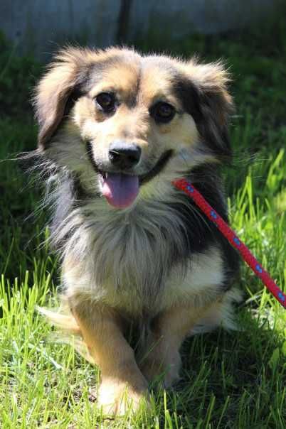 103031 Pawełek do adopcji