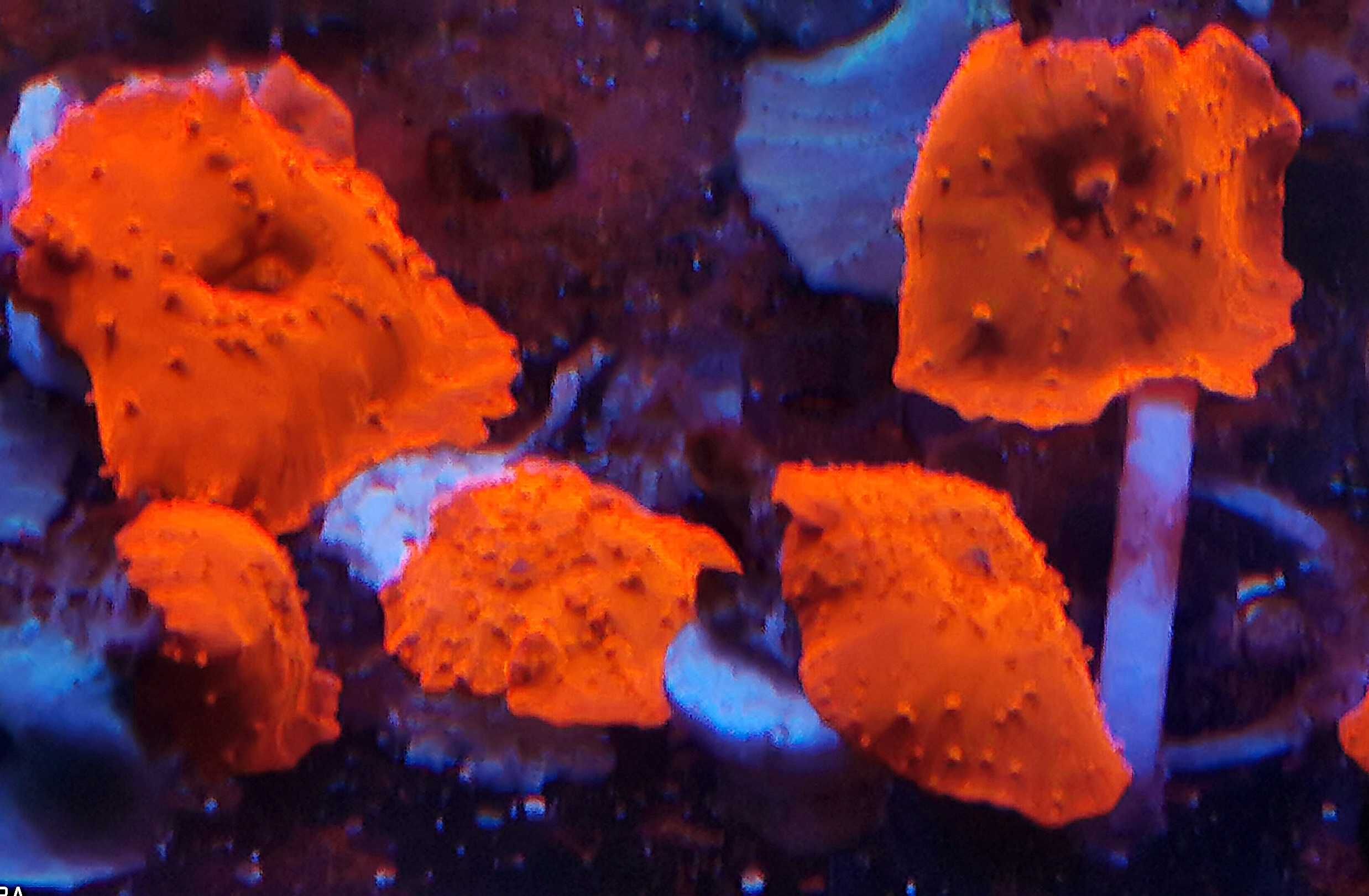Akwarium morskie - Discosoma RED Fluo
