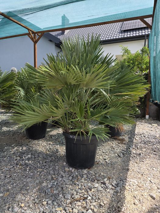 Chamaerops Humilis 'Vulcano' - Karłatka niska 120 cm