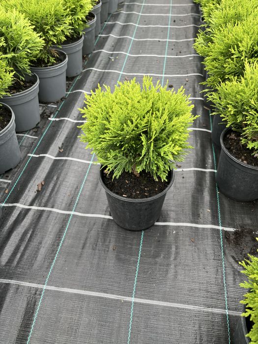 Туя Danica(Даніка). Вік 2.5 роки