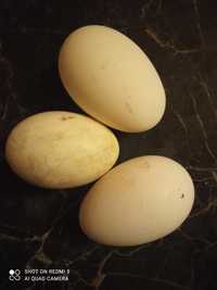 Яйця гусячі домашніх гусей