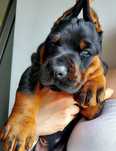 Doberman Europejski - potężne, mocnej budowy